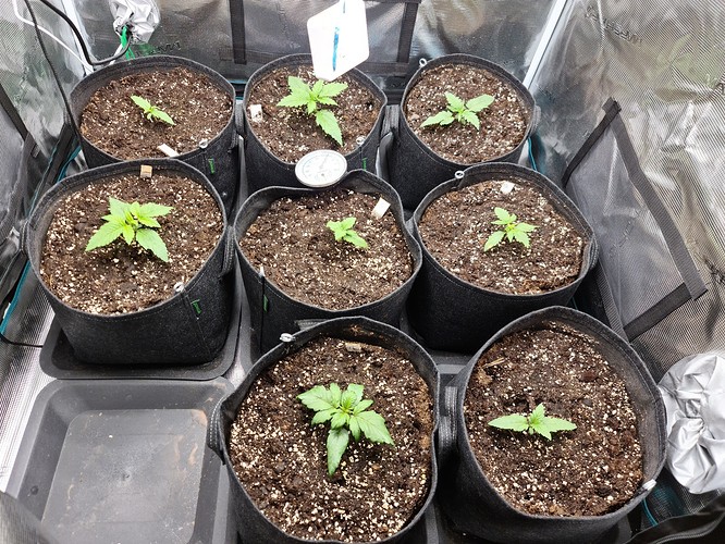 Growreport Bild 2