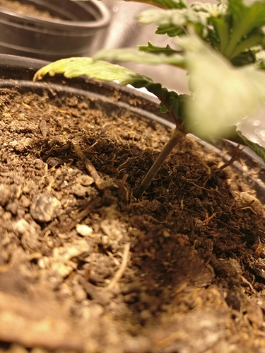Growreport Bild 3