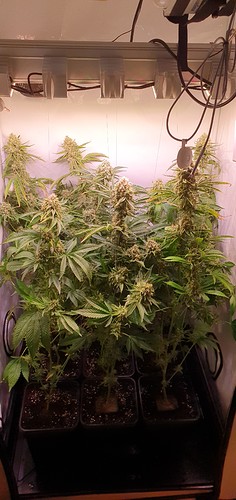 Growreport Bild 5