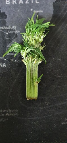 Growreport Bild 1