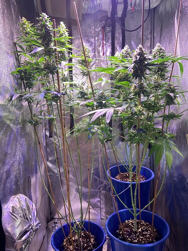 Growreport Bild 1