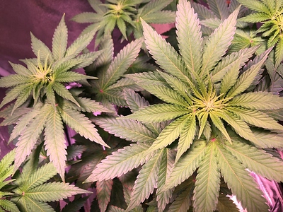 Growreport Bild 6