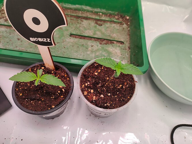 Growreport Bild 4