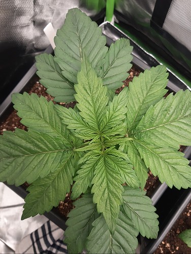 Growreport Bild 2