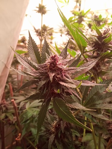 Growreport Bild 62