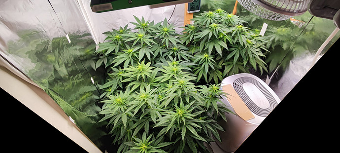 Growreport Bild 4