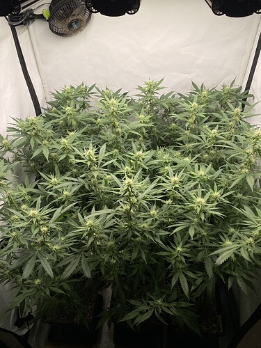 Growreport Bild 9