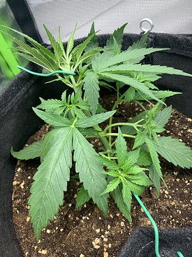 Growreport Bild 12
