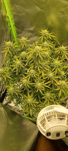 Growreport Bild 4