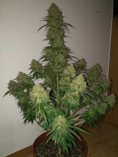 Growreport Bild 25