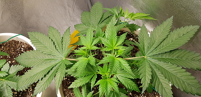 Growreport Bild 3