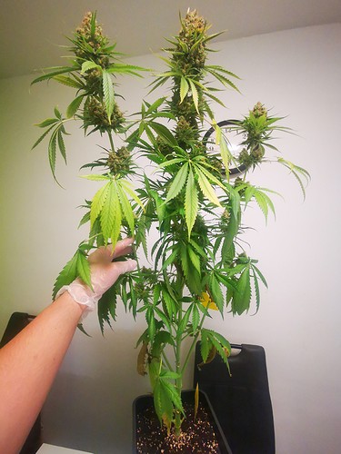 Growreport Bild 1