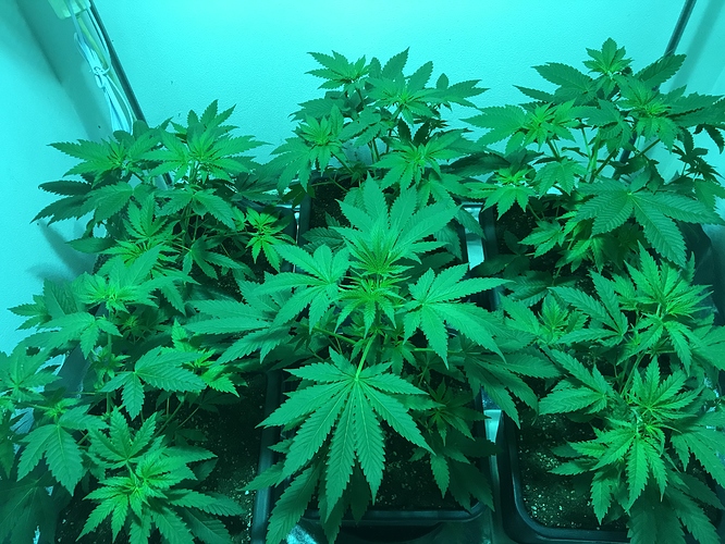 Growreport Bild 20