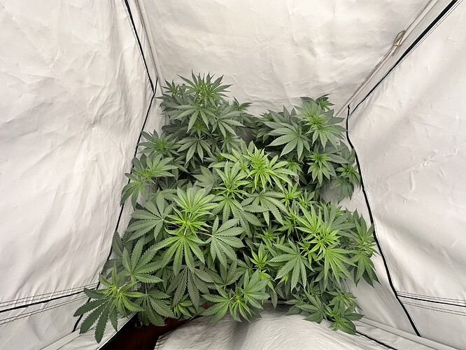 Growreport Bild 3