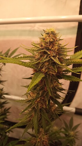 Growreport Bild 48
