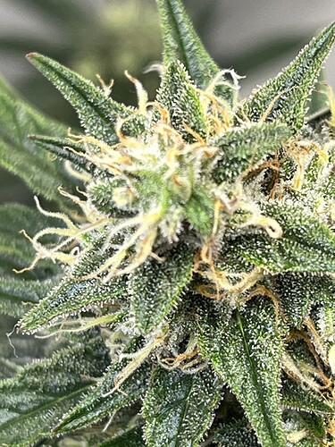 Growreport Bild 3