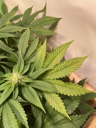 Growreport Bild 1