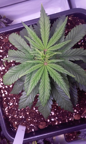 Growreport Bild 12