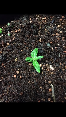 Growreport Bild 7