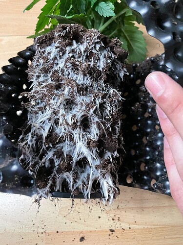 Growreport Bild 19
