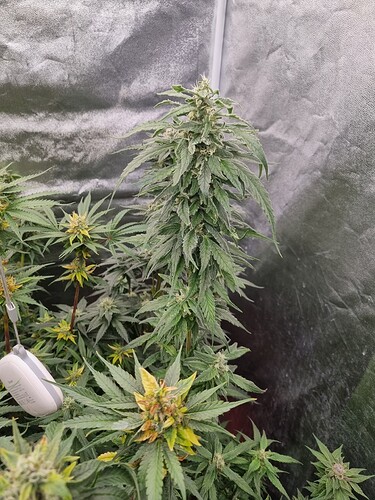 Growreport Bild 13