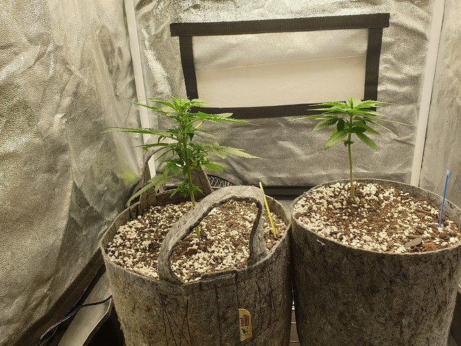 Growreport Bild 1