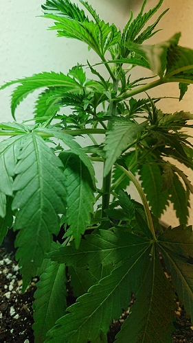 Growreport Bild 3