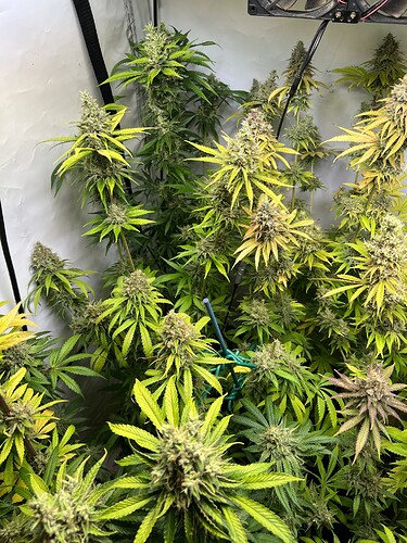 Growreport Bild 27