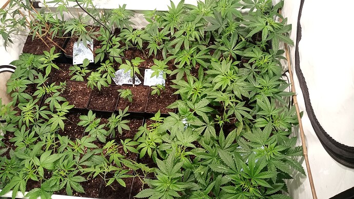 Growreport Bild 59
