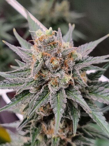 Growreport Bild 21