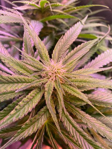 Growreport Bild 2