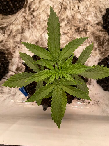 Growreport Bild 3