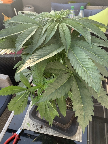 Growreport Bild 7