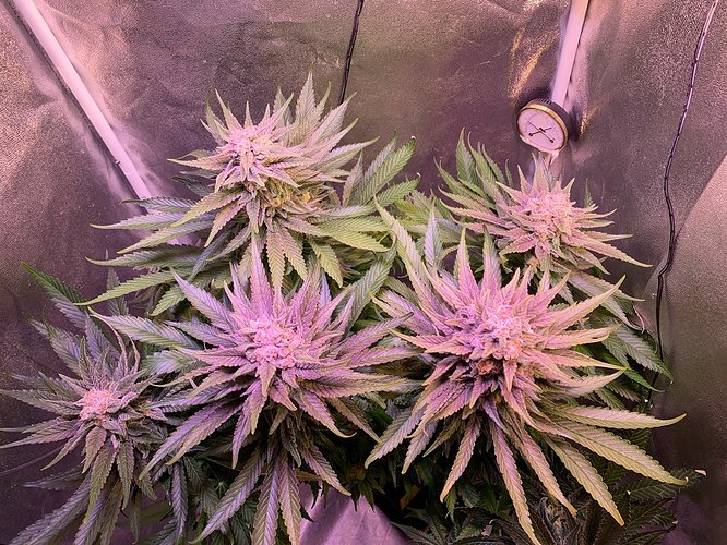 Growreport Bild 35