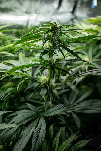 Growreport Bild 5