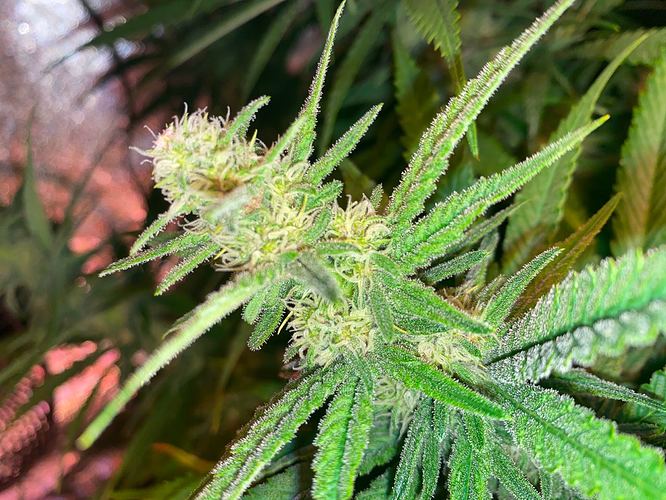Growreport Bild 25