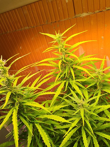 Growreport Bild 18