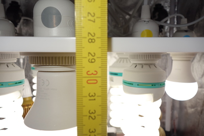 Ein Messband wird neben mehreren Energiesparlampen und Lampenfassungen in einer Growbox gezeigt.