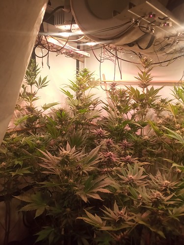 Growreport Bild 46