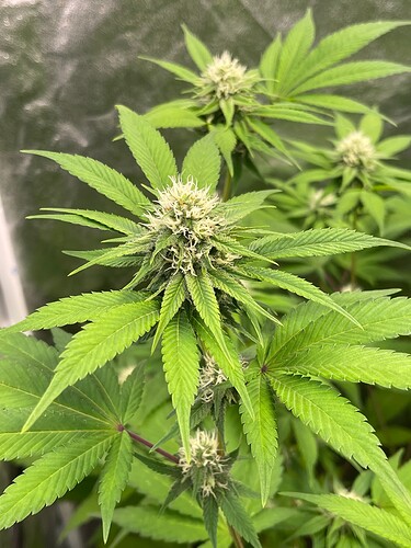 Growreport Bild 6
