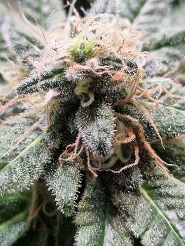 Growreport Bild 6