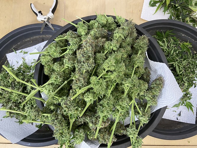 Growreport Bild 2