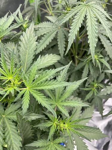 Growreport Bild 4