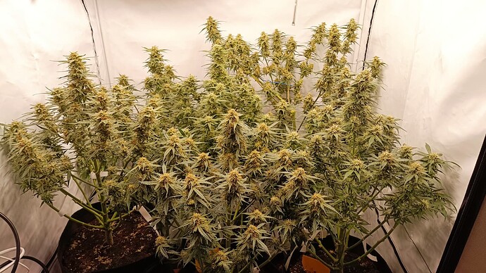 Growreport Bild 5
