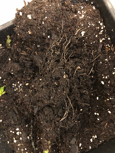 Growreport Bild 4