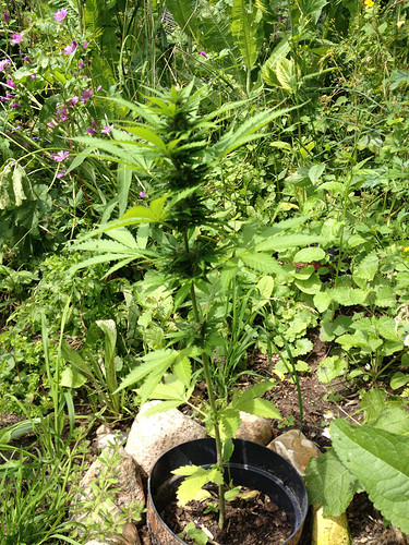 Growreport Bild 4