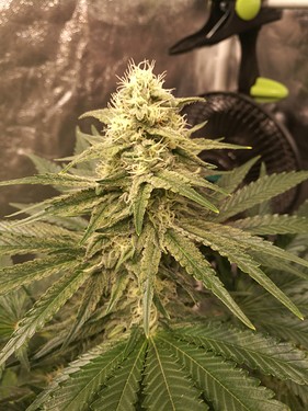 Growreport Bild 7