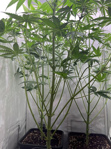 Growreport Bild 3