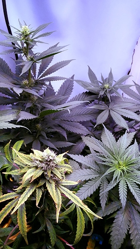 gruppe_3 Generationen_3G