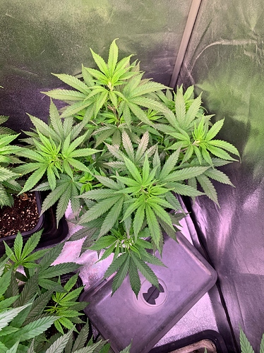 Growreport Bild 8